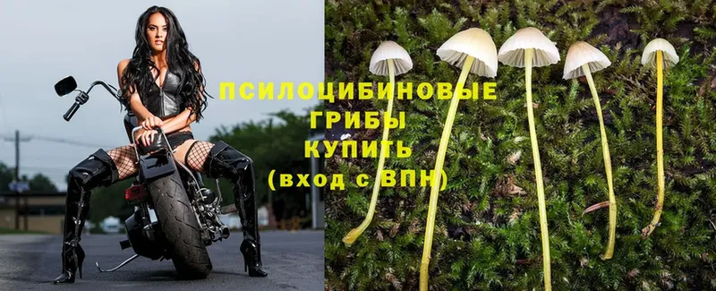 Галлюциногенные грибы MAGIC MUSHROOMS  Железноводск 